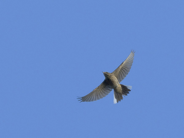 Mongoliankirvinen, Blyth's Pipit, Anthus godlewskii